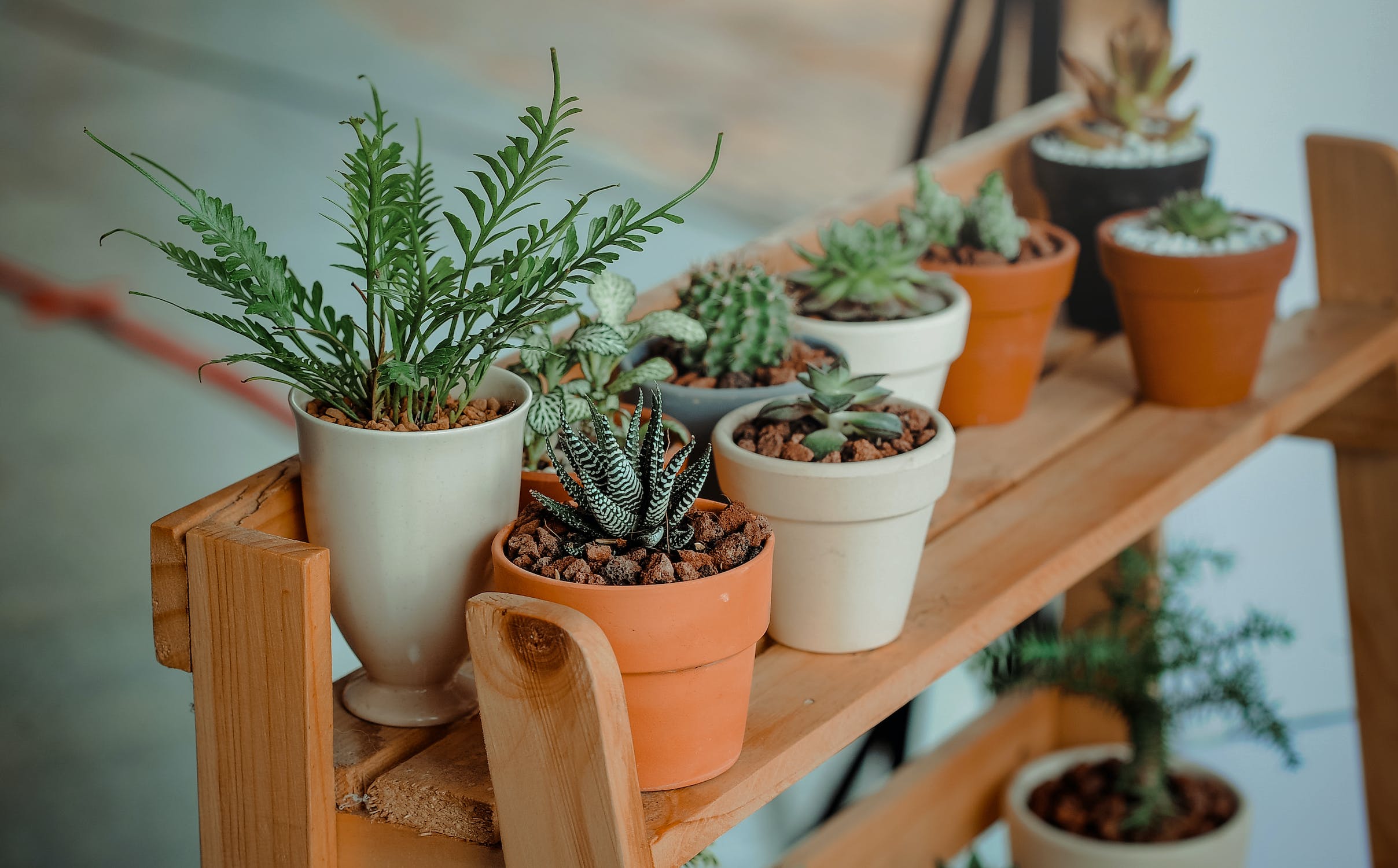 How to Care for Houseplants