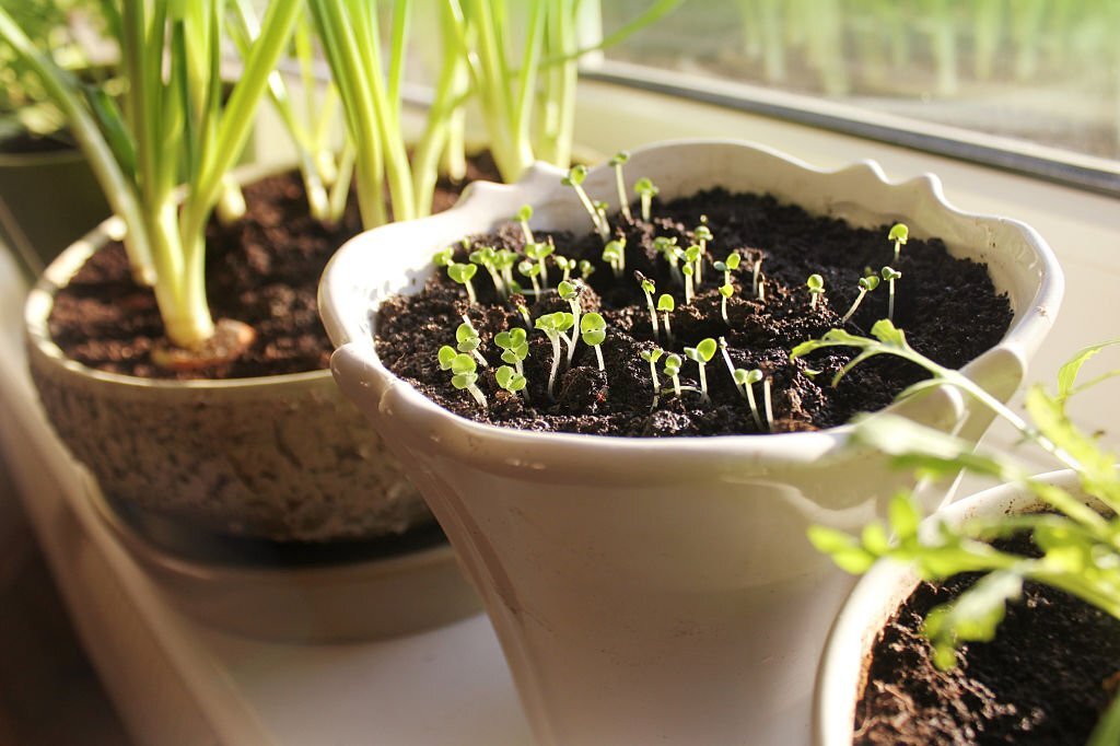 How to Start Seeds Indoors Successfully